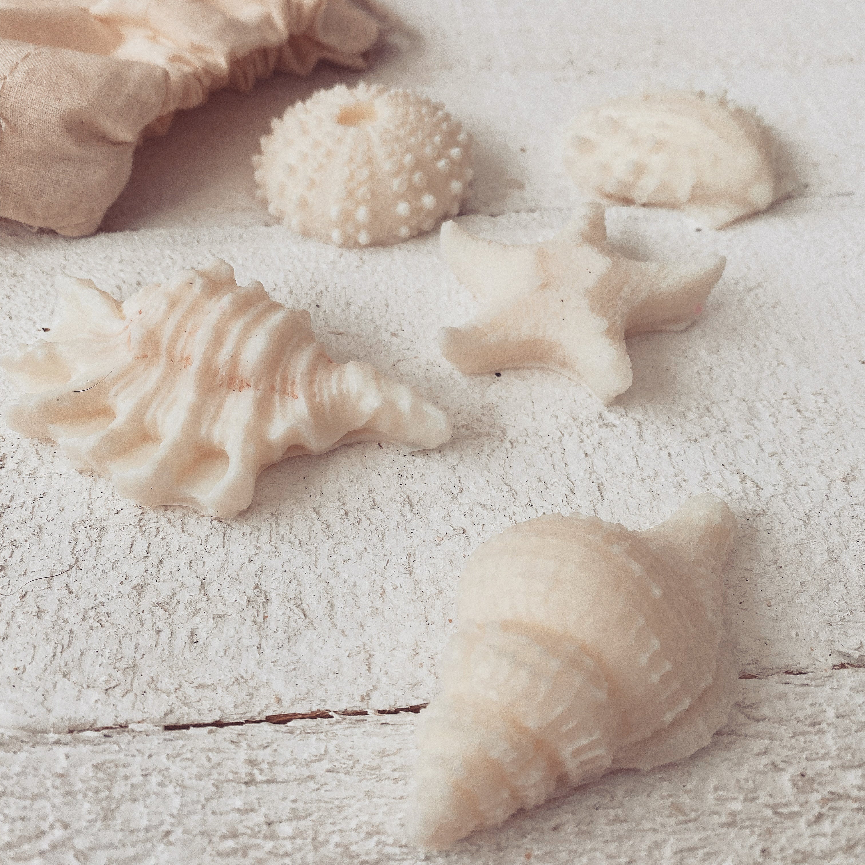 seashell soy wax melts [5 pack] - sea salt + sage