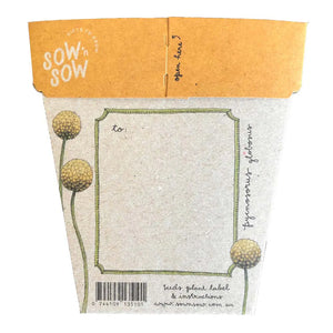 billy button gift of seeds card